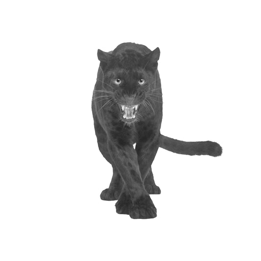 Unmasking the Mystery: The Beast of Bodmin Moor