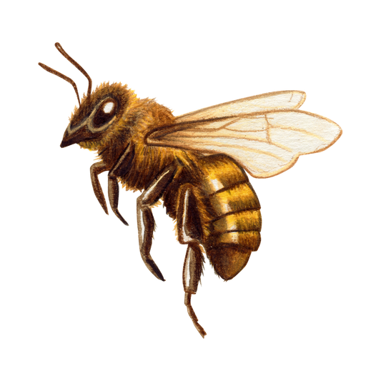 Bee Magic: Unveiling the Myths and Legends of Cornwall's Honey Bees